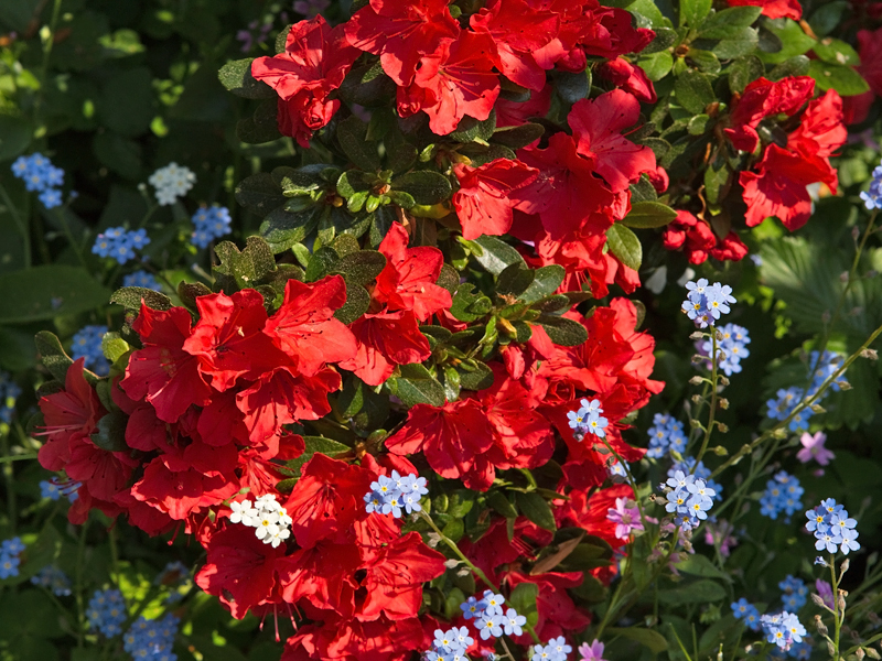 Rhododendron tsutsusi Azaleas Azalea